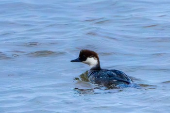 Smew Toyanogata Sun, 12/3/2023