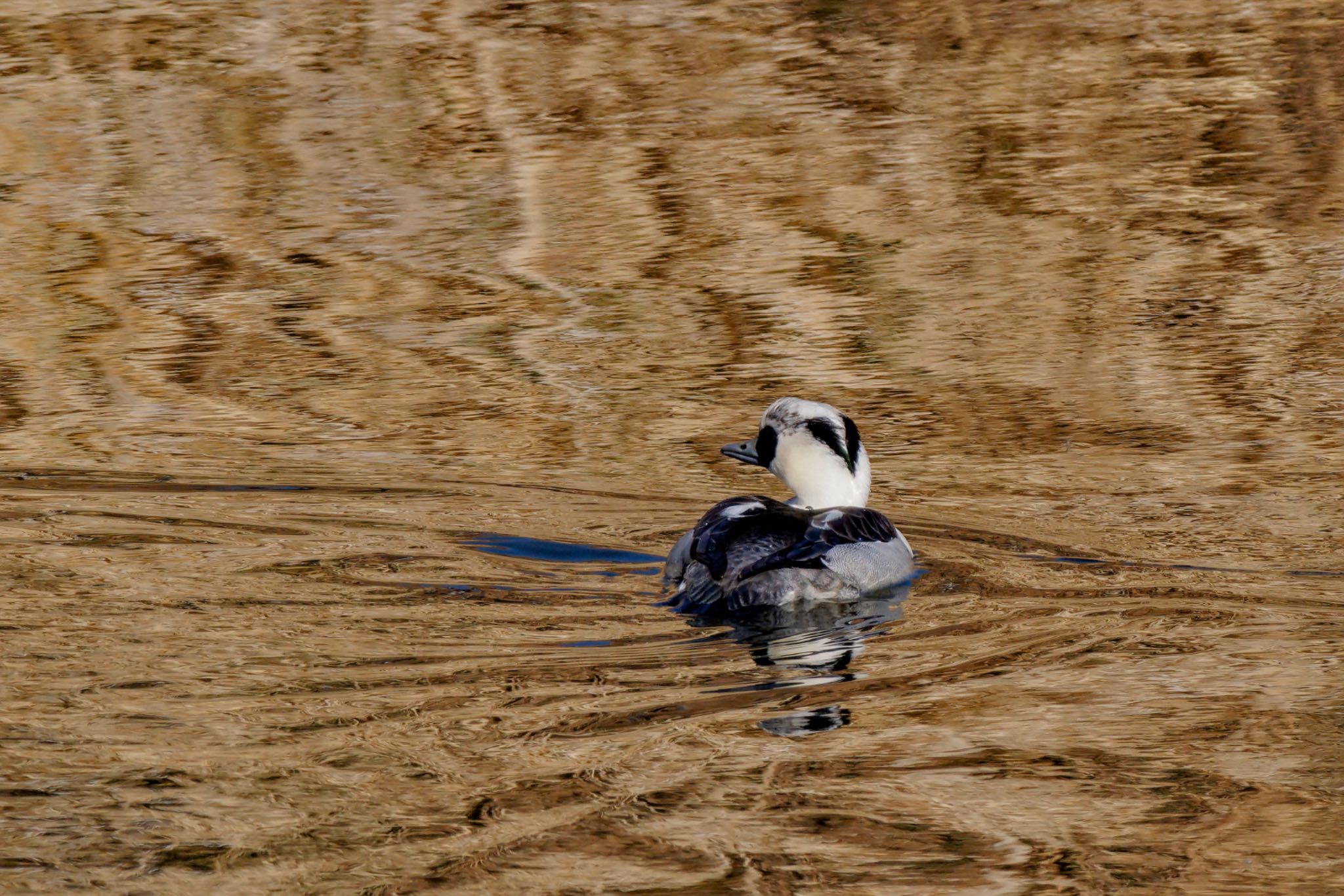 Smew