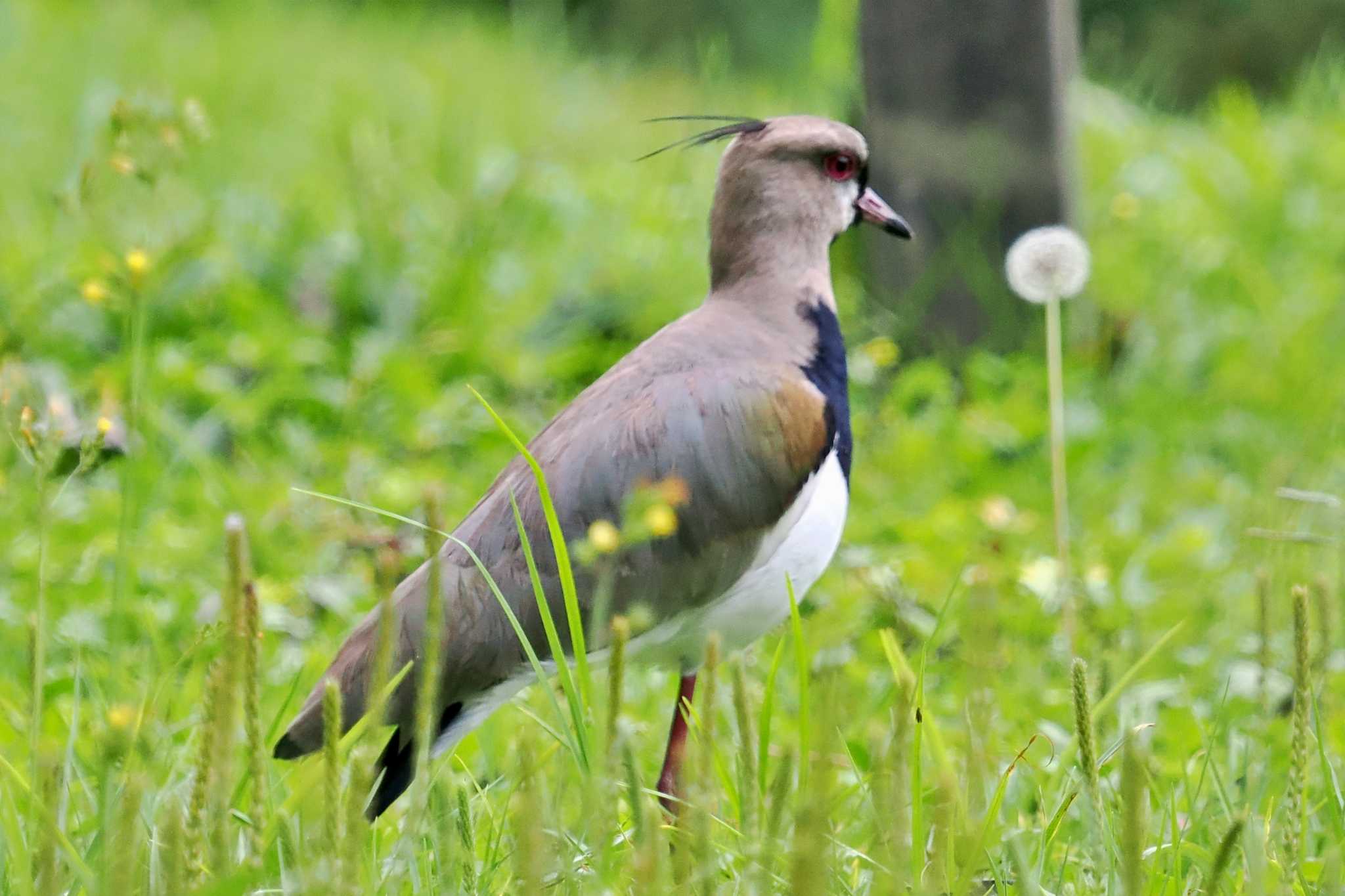 Photo of Southern Lapwing at コロンビア by 藤原奏冥
