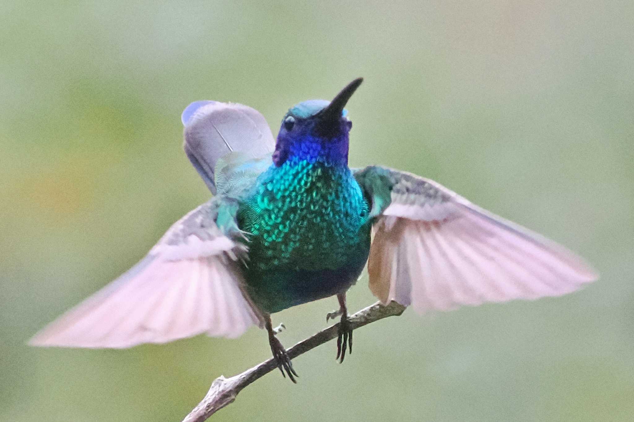 コロンビア アオミミハチドリの写真 by 藤原奏冥