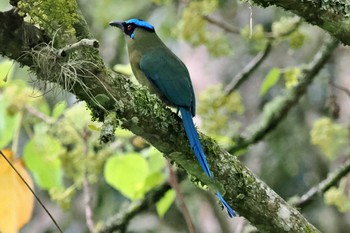 Andean Motmot