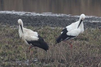Tue, 12/12/2023 Birding report at Watarase Yusuichi (Wetland)