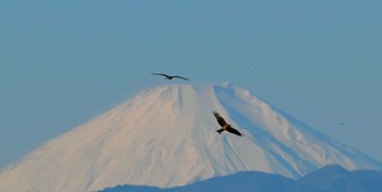 Black Kite Kasai Rinkai Park Wed, 12/13/2023