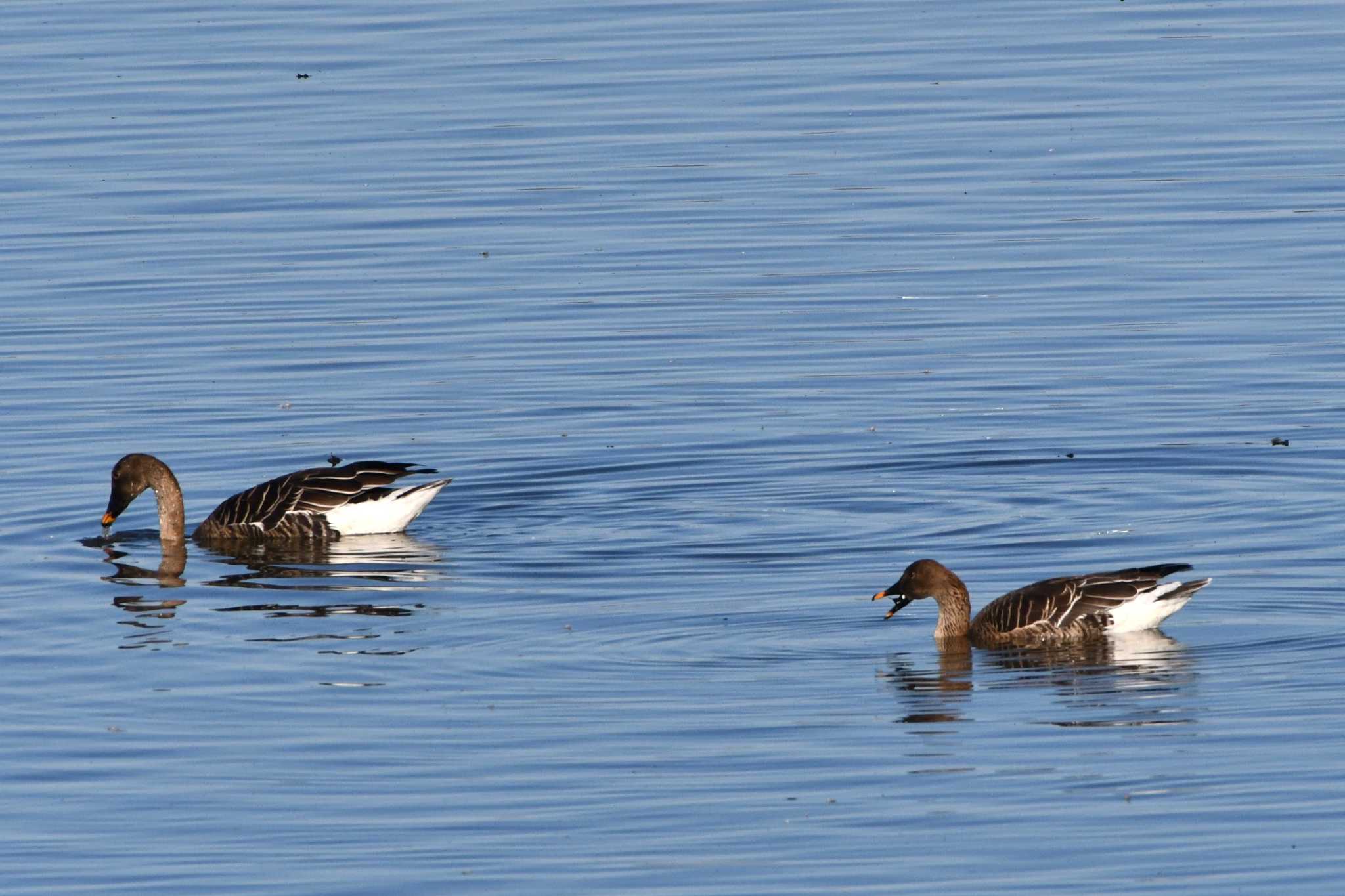 Taiga Bean Goose