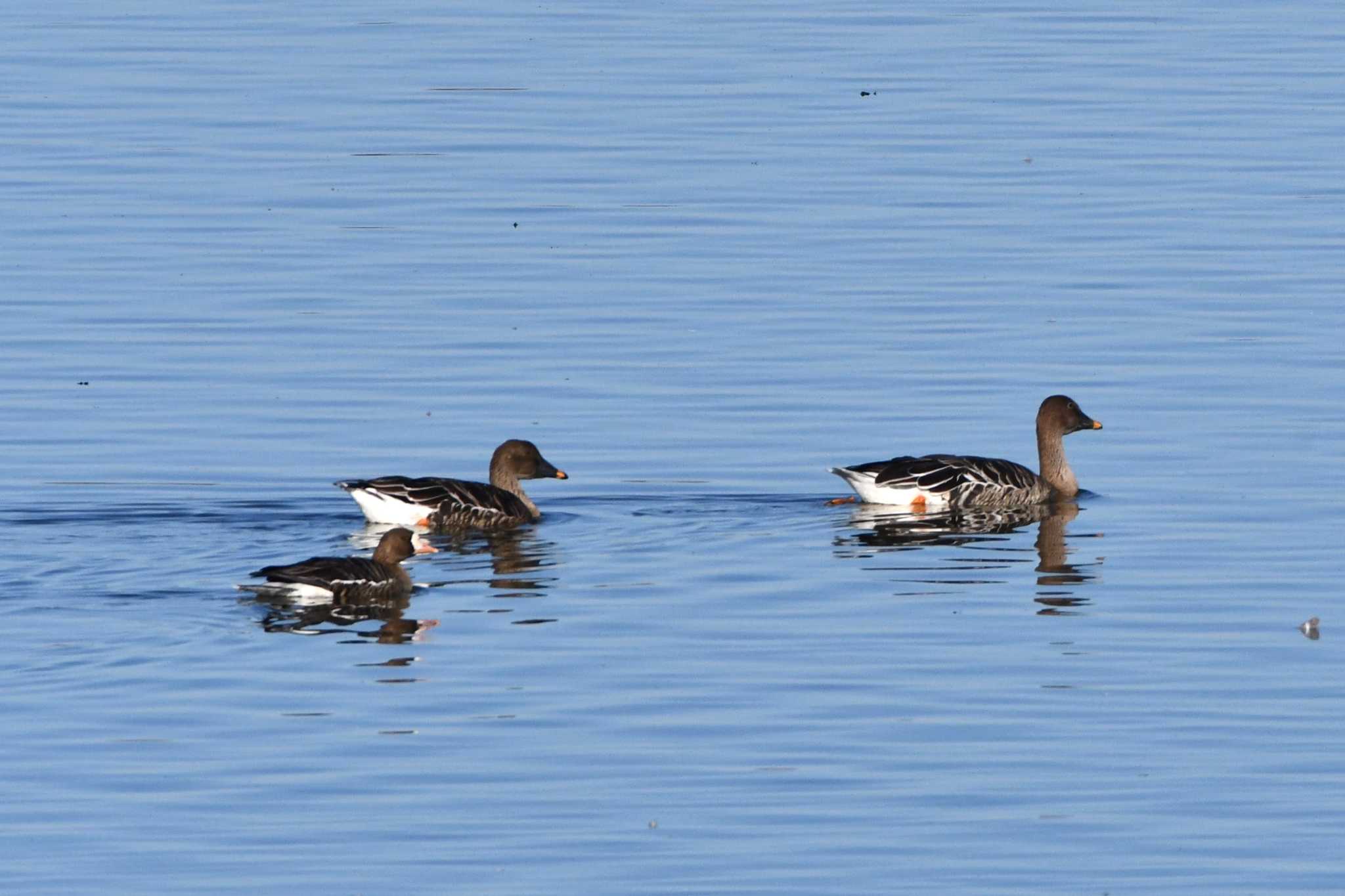 Taiga Bean Goose