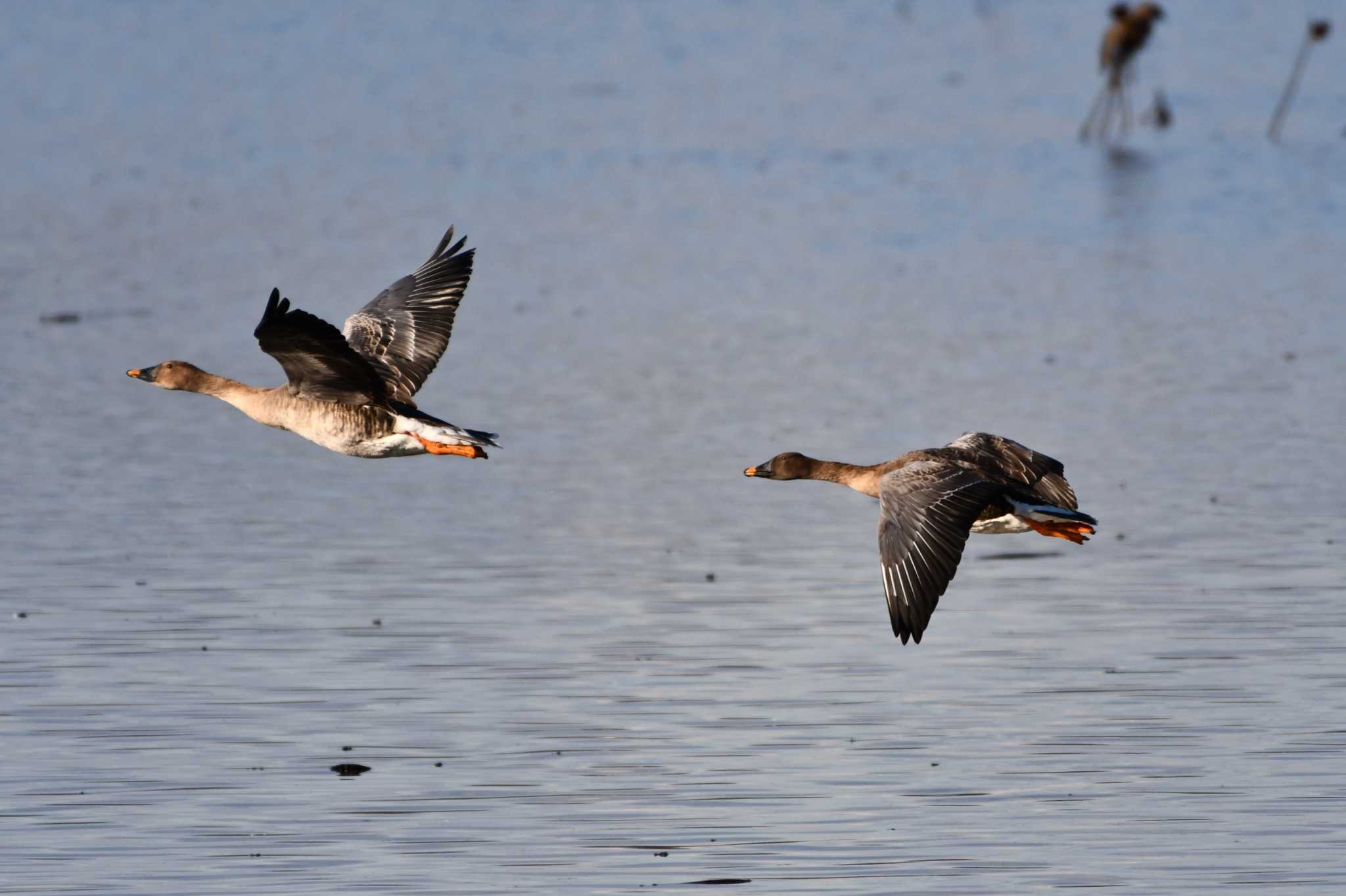 Photo of Taiga Bean Goose at Izunuma by geto