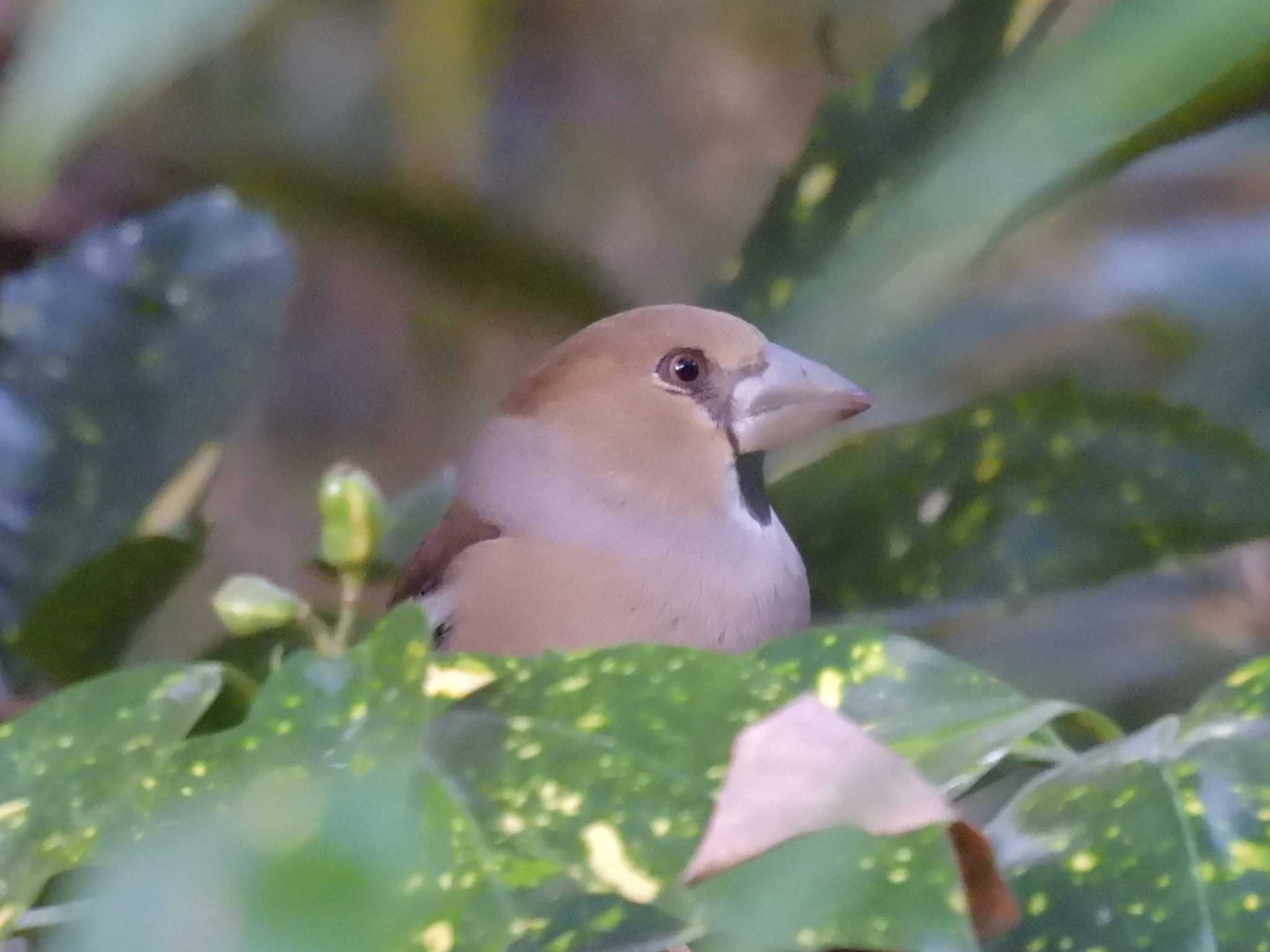 シメ