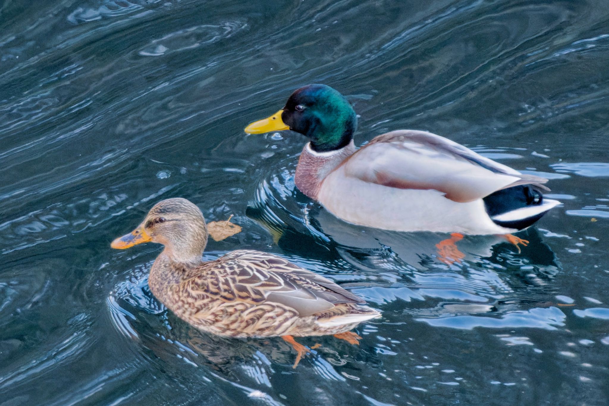 Mallard