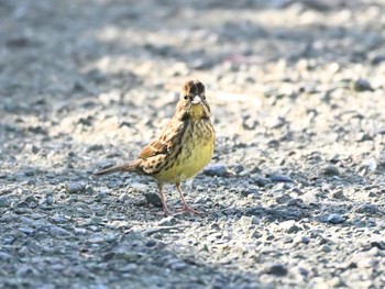 アオジ 平城宮跡 2023年12月10日(日)