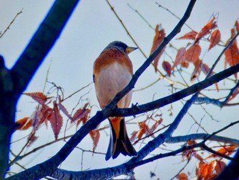 2023年12月13日(水) 北の丸公園の野鳥観察記録