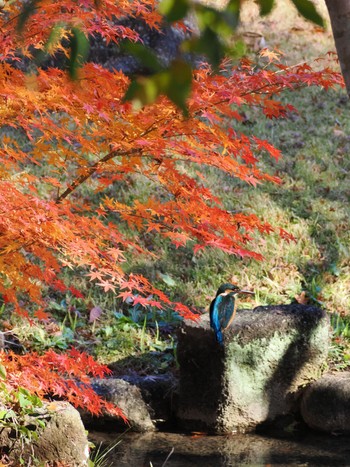 カワセミ 柏近郊日本庭園 2023年12月13日(水)