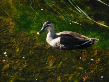 2023年12月13日(水) 平和の森公園、妙正寺川の野鳥観察記録