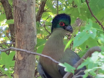 Purple-crested Turaco