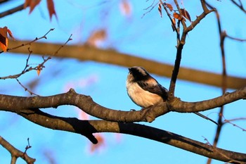 エナガ 行徳鳥獣保護区 2023年12月13日(水)