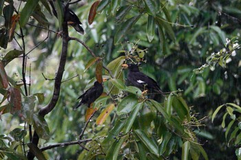 Javan Myna Rifle Range Nature Park Tue, 3/21/2023