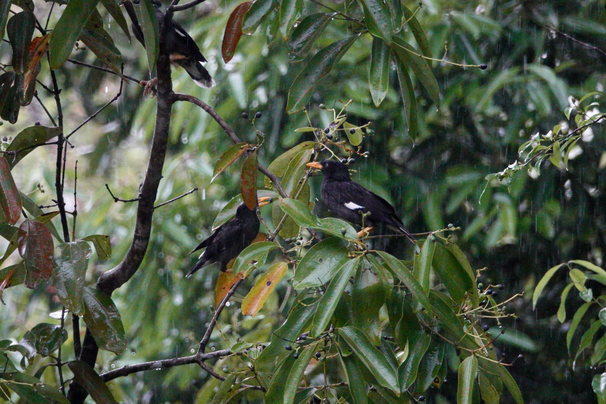 Javan Myna