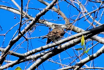 Dusky Thrush 仙川平和公園(三鷹市) Fri, 12/8/2023