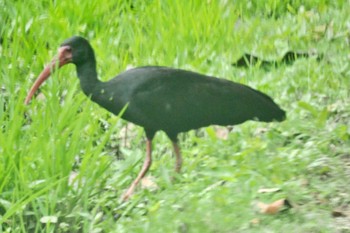 Bare-faced Ibis