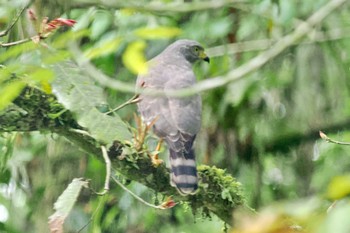 Roadside Hawk コロンビア Fri, 12/8/2023