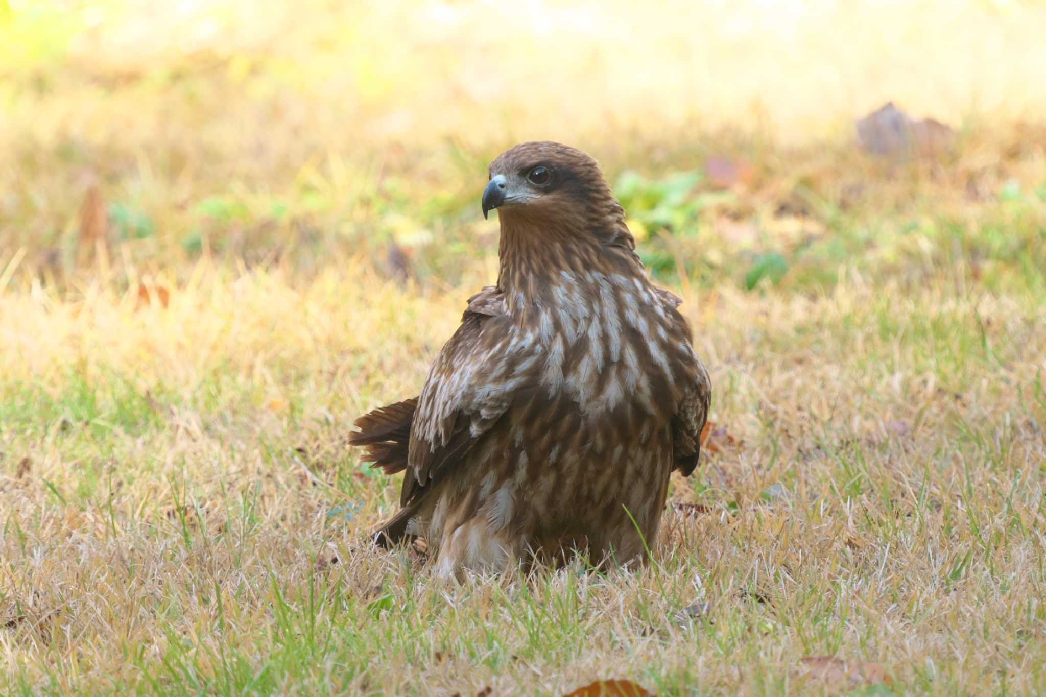 池子の森自然公園 トビの写真 by Y. Watanabe