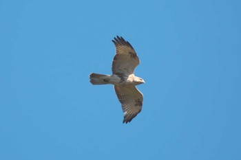 2023年12月13日(水) 池子の森自然公園の野鳥観察記録