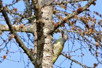 2023年11月5日(日) 帯那山の野鳥観察記録