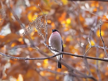 Eurasian Bullfinch 武蔵丘陵森林公園 Wed, 12/13/2023