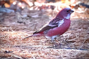 2023年12月9日(土) 岡谷林道の野鳥観察記録