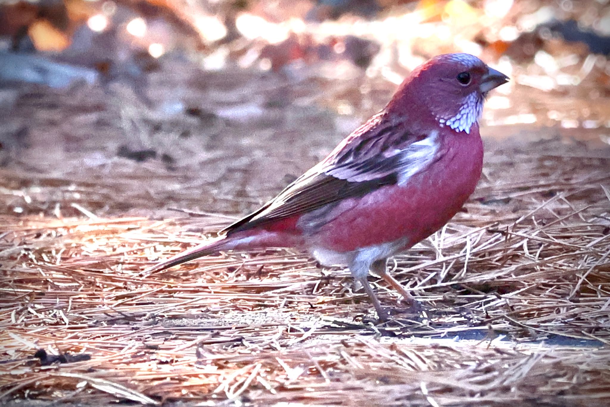 Pallas's Rosefinch