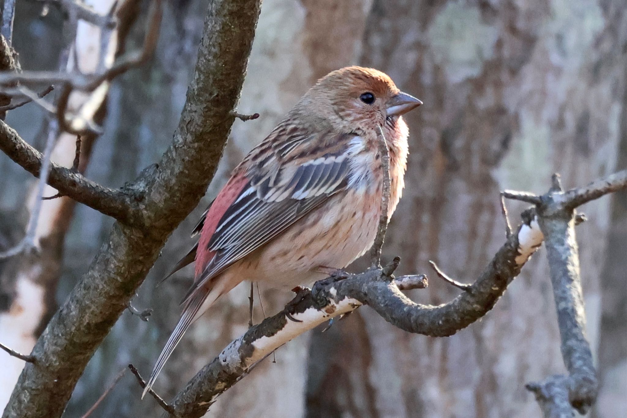 Pallas's Rosefinch