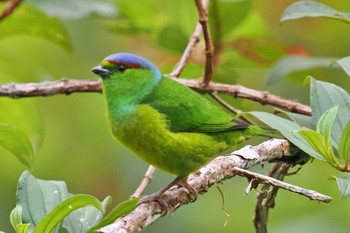 Chestnut-breasted Chlorophonia