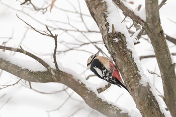 アカゲラ 大沼公園(北海道七飯町) 2023年12月12日(火)