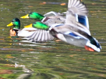 マガモ 馬見丘陵公園 2023年12月9日(土)