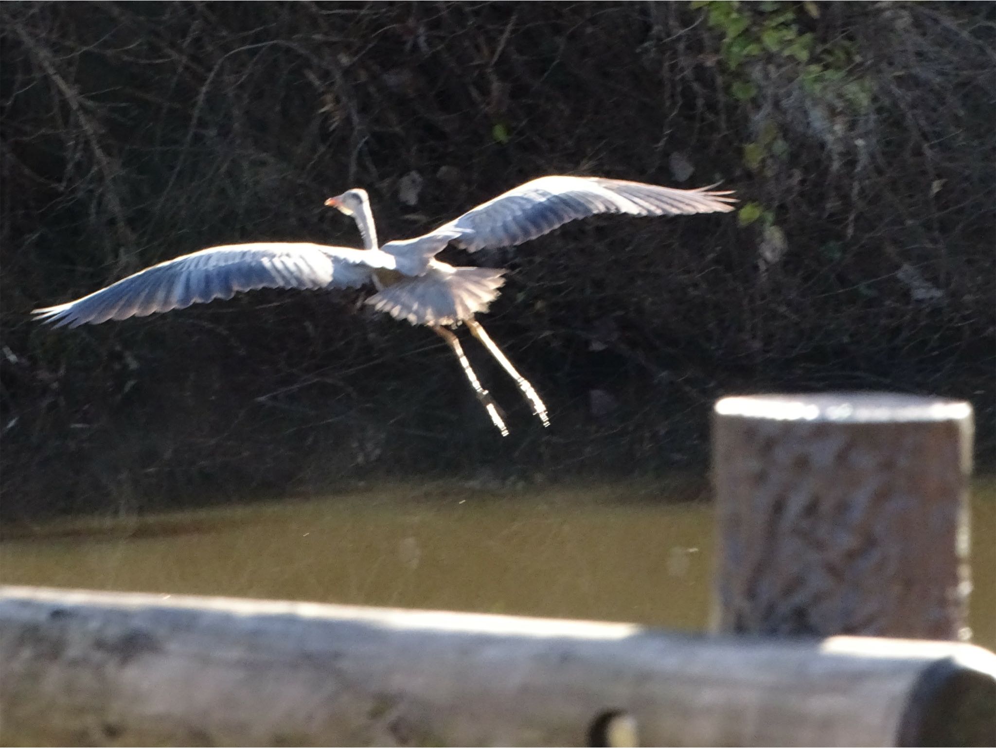 舞岡公園 アオサギの写真