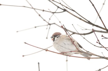 Eurasian Tree Sparrow 大沼公園(北海道七飯町) Tue, 12/12/2023