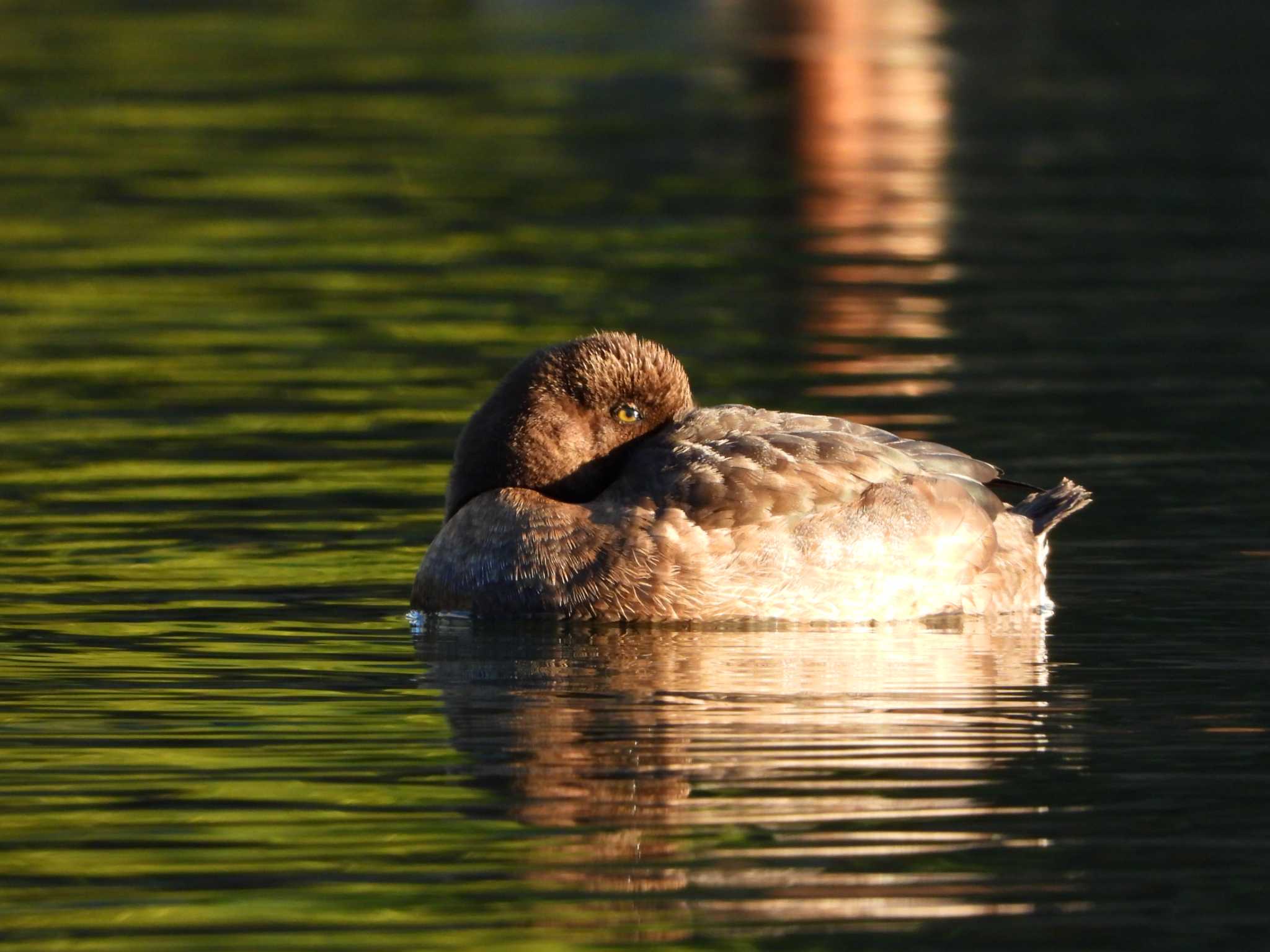 Photo of Greater Scaup at 旧芝離宮恩賜庭園 by 𝕲𝖗𝖊𝖞 𝕳𝖊𝖗𝖔𝖓