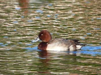 2023年12月13日(水) 浜離宮恩賜庭園の野鳥観察記録