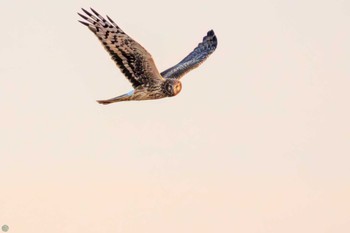 2023年12月9日(土) 渡良瀬遊水地の野鳥観察記録