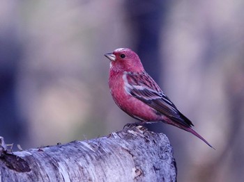 Pallas's Rosefinch Saitama Prefecture Forest Park Wed, 12/13/2023