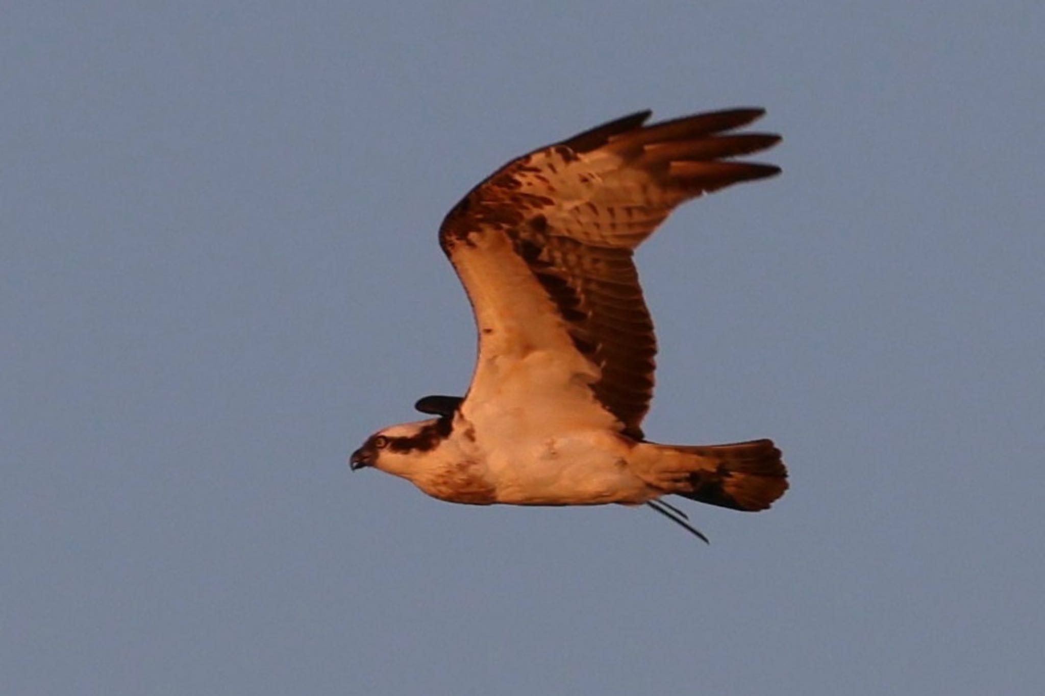 Photo of Osprey at Nabeta Reclaimed land by フーさん