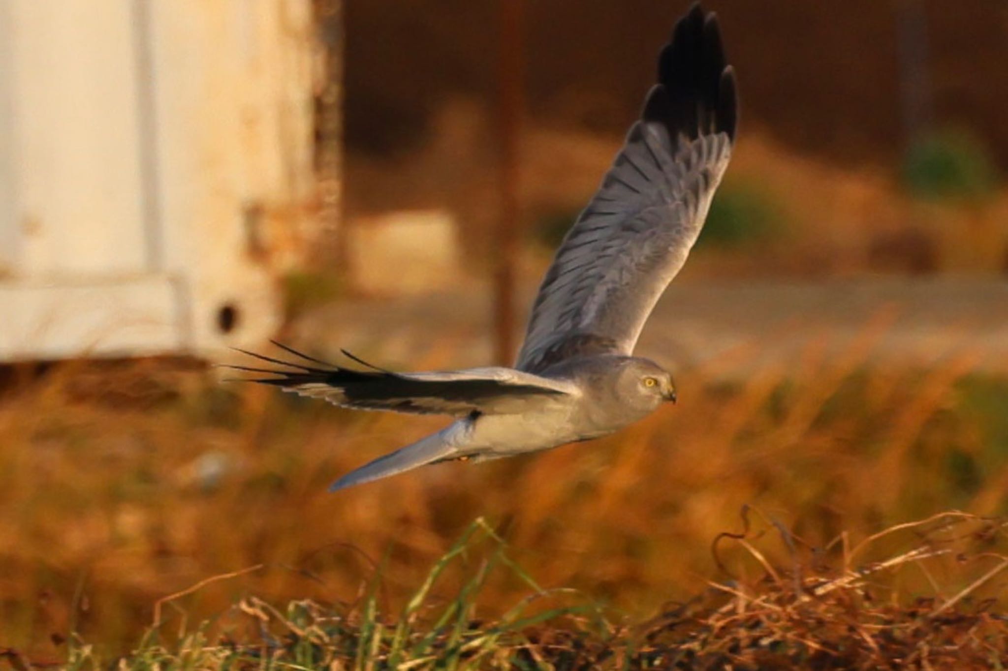 Photo of Hen Harrier at Nabeta Reclaimed land by フーさん