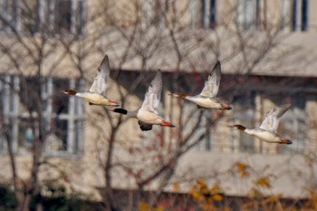 2023年12月10日(日) 相模大堰の野鳥観察記録