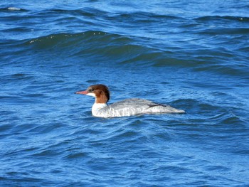 カワアイサ 湖北野鳥センター 2023年12月13日(水)