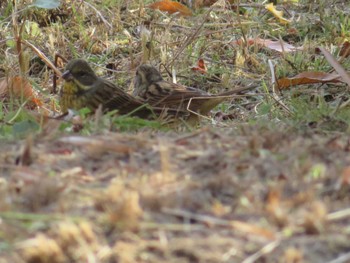 Masked Bunting 万博記念公園 Mon, 12/11/2023