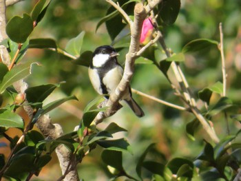 Japanese Tit 万博記念公園 Mon, 12/11/2023