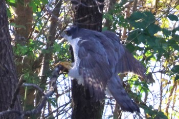 Eurasian Goshawk Mizumoto Park Wed, 12/13/2023