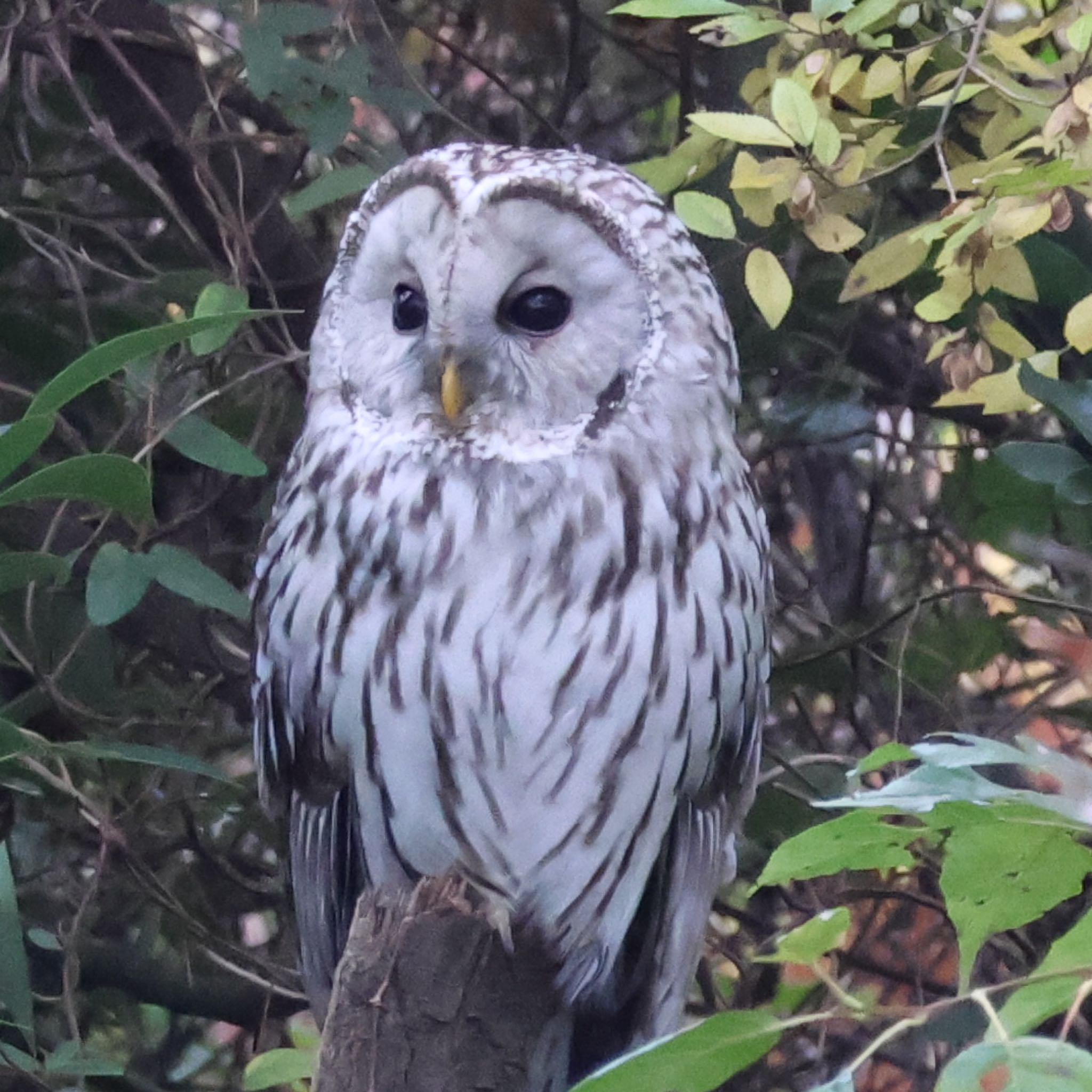 Photo of Ural Owl at Mizumoto Park by toritoruzo 