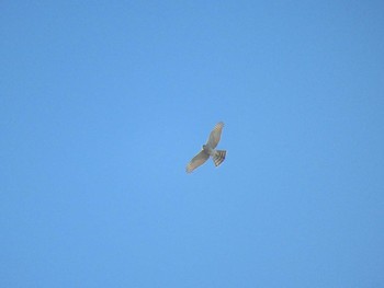 Eurasian Sparrowhawk 恩田川(鶴見川合流点付近) Wed, 12/13/2023