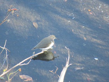 Common Sandpiper 恩田川(鶴見川合流点付近) Wed, 12/13/2023