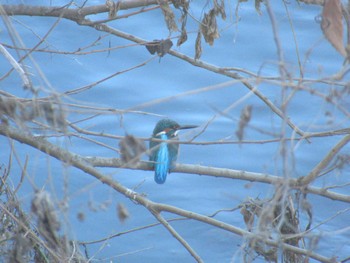 Common Kingfisher 恩田川(鶴見川合流点付近) Wed, 12/13/2023